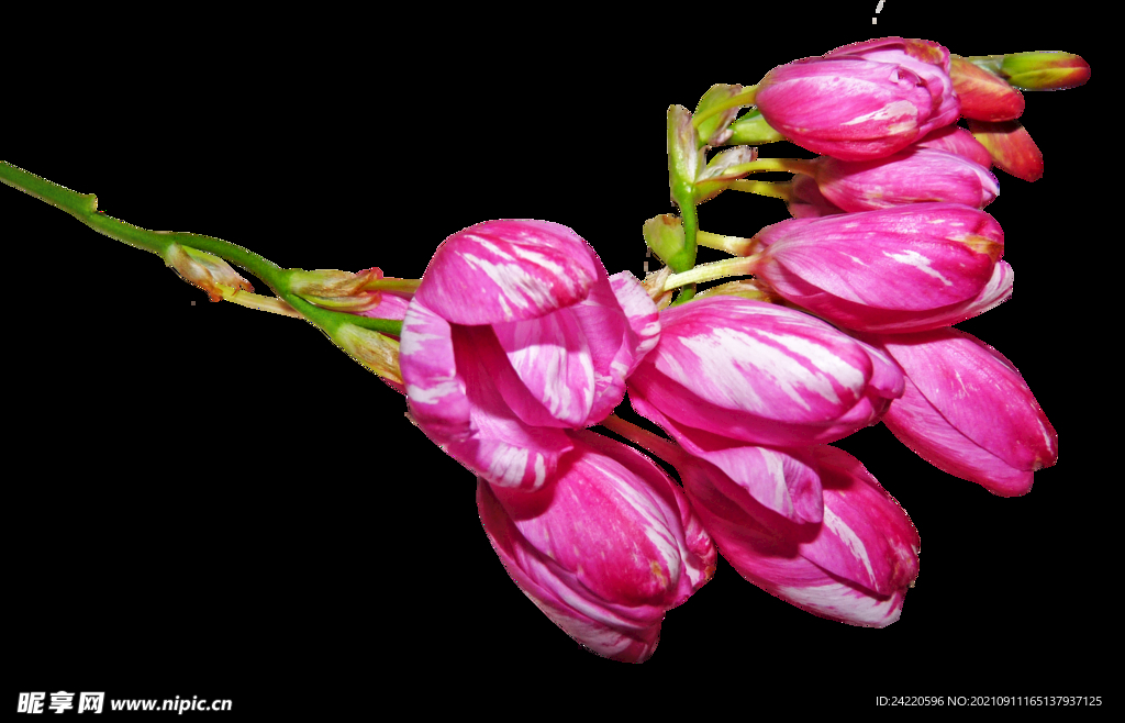 鲜花