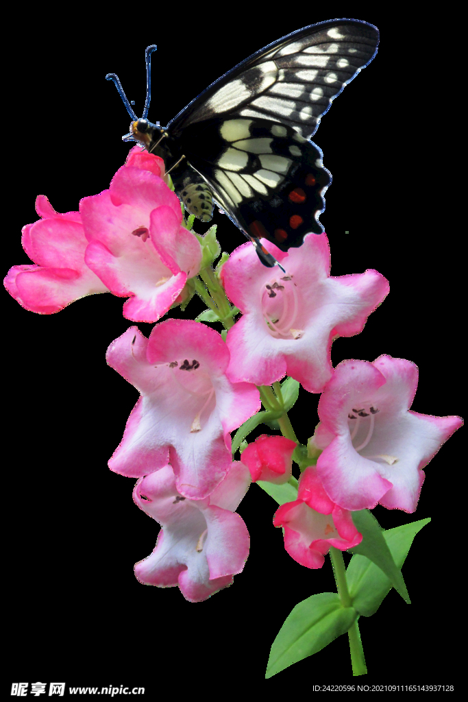 鲜花
