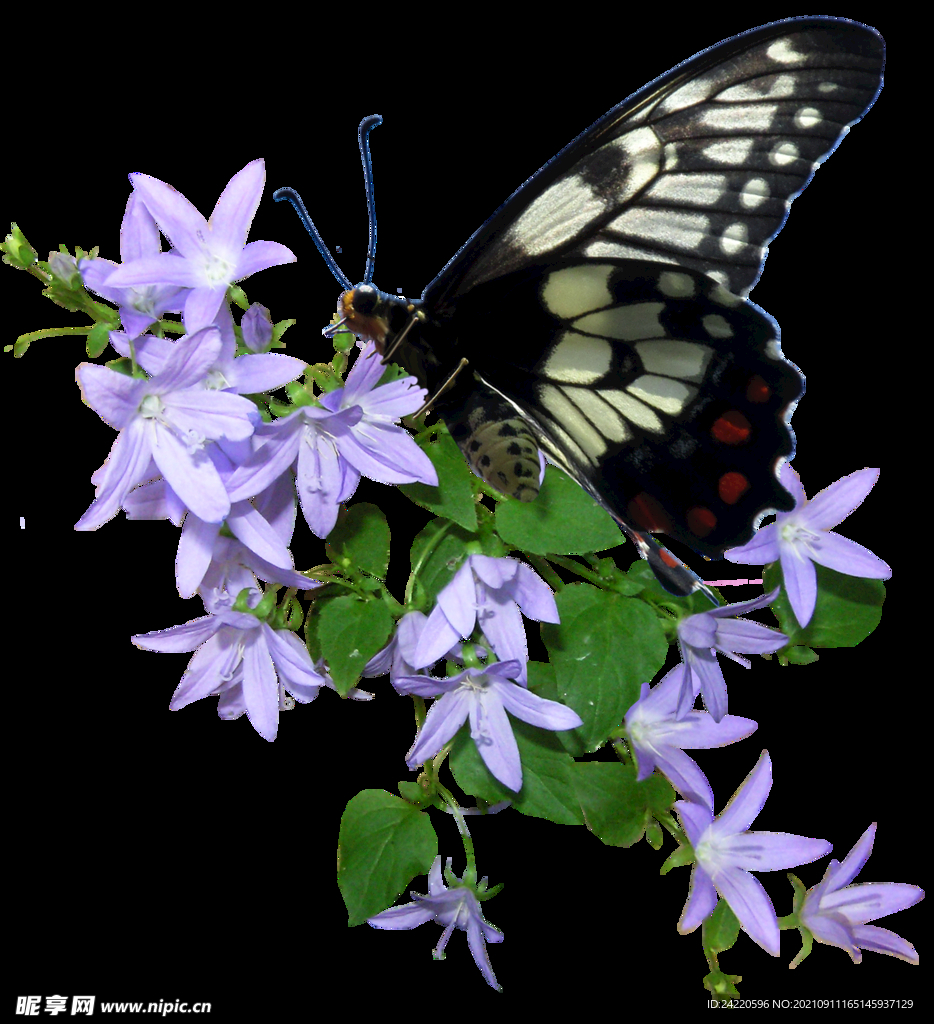 鲜花