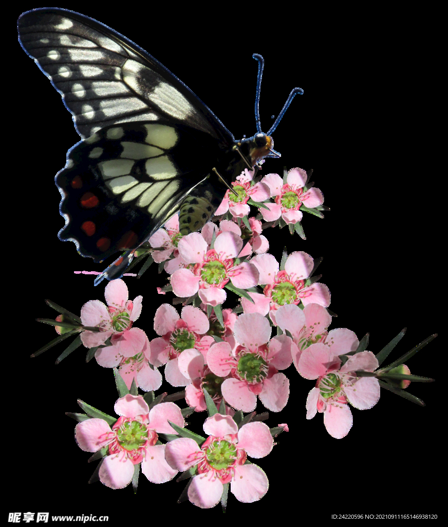鲜花