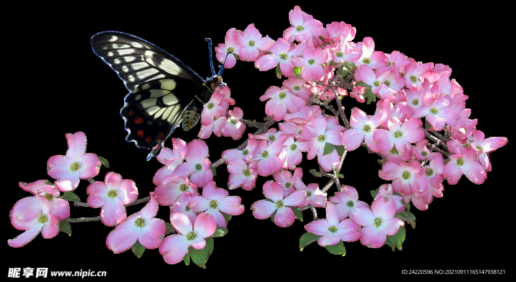 鲜花