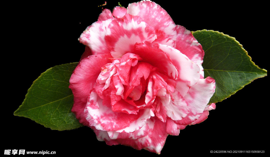 鲜花