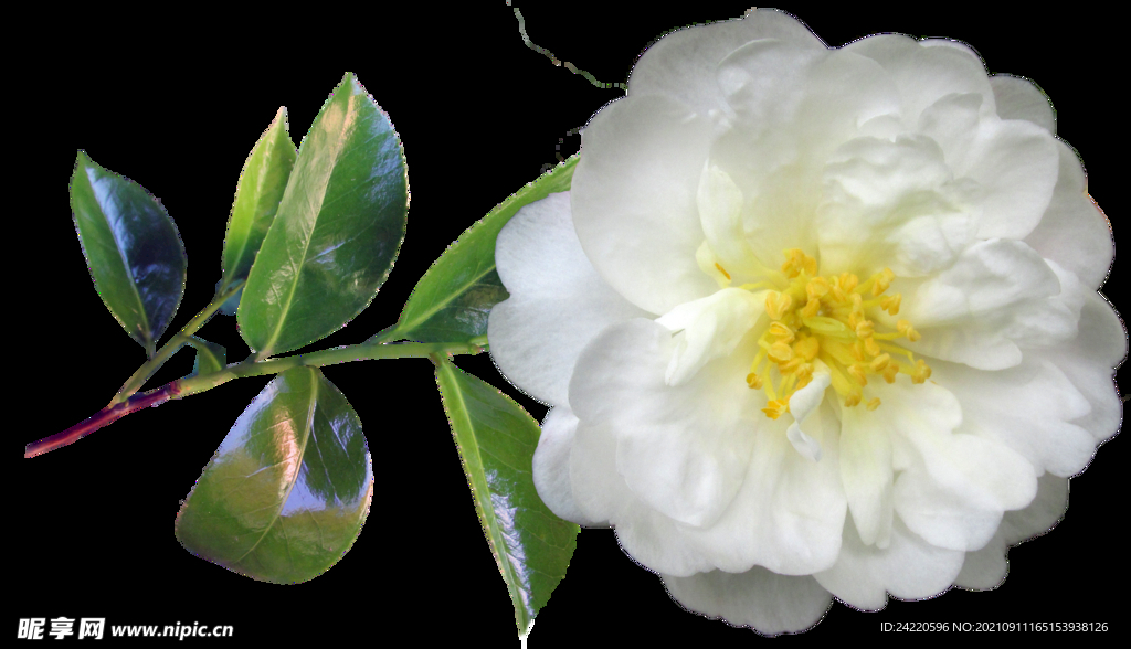 鲜花
