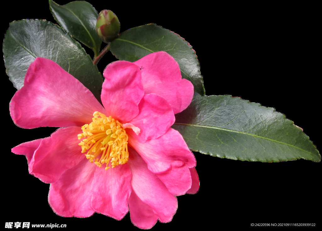 鲜花