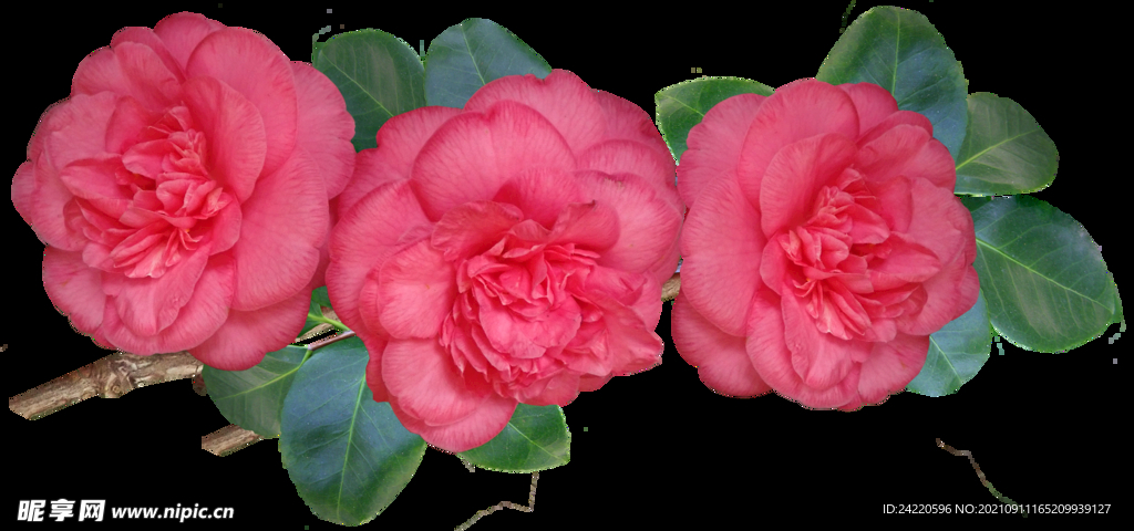 鲜花