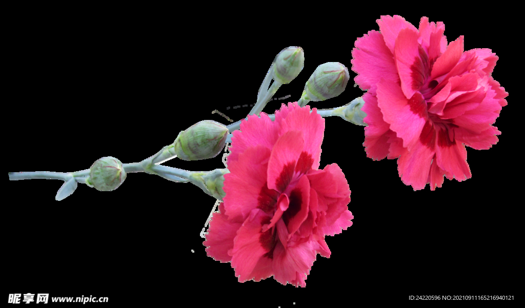 鲜花
