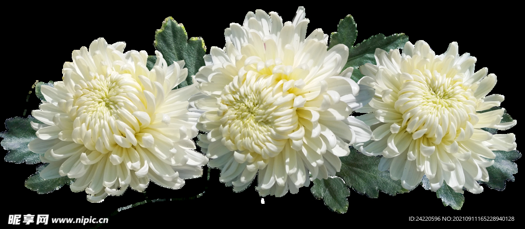 鲜花
