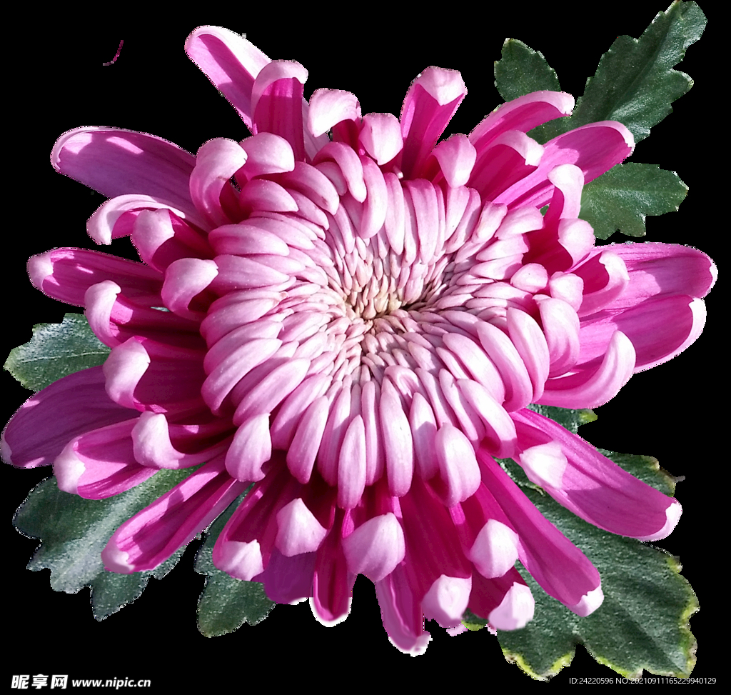 鲜花