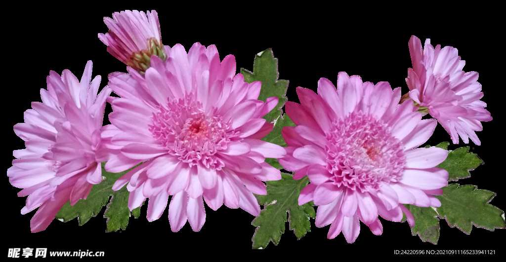 鲜花