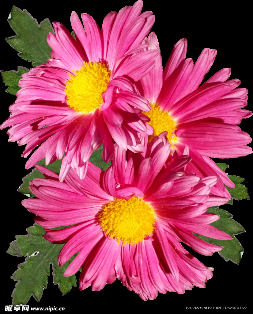 鲜花