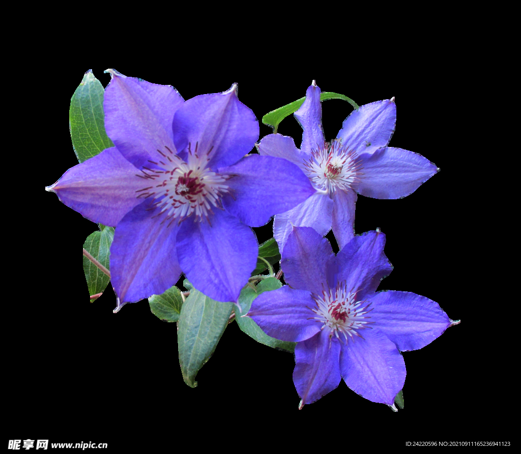 鲜花