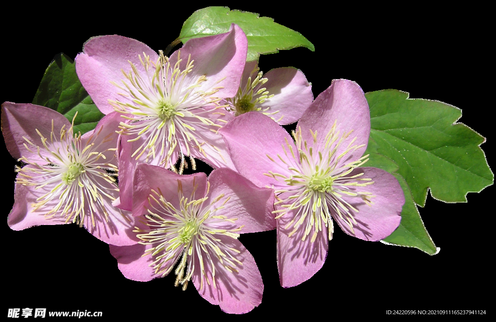 鲜花