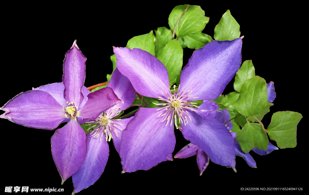 鲜花