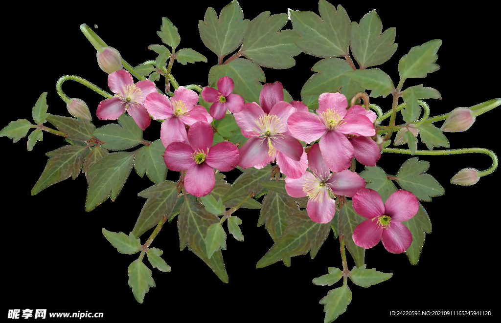 鲜花