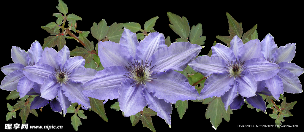 鲜花