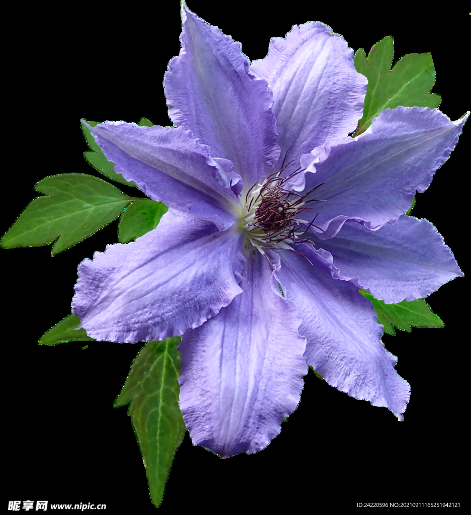 鲜花