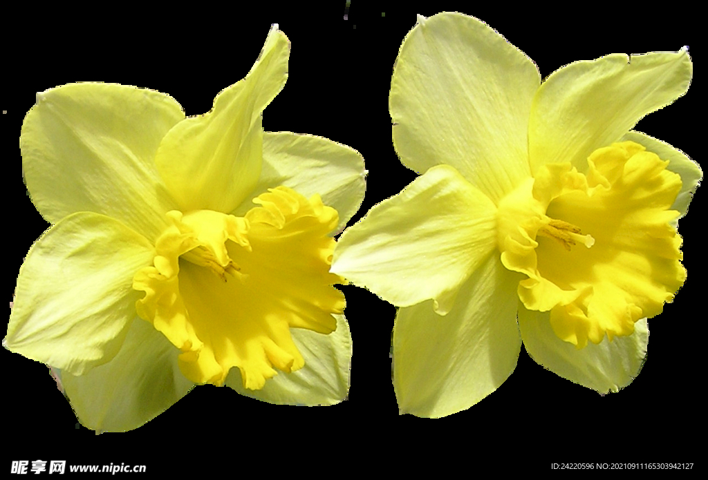 鲜花