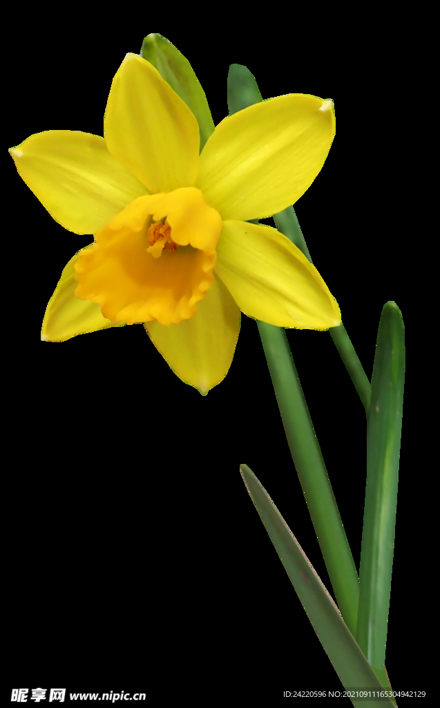 鲜花