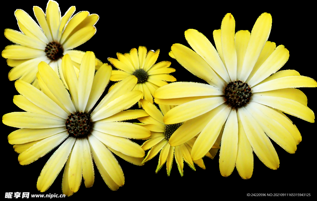 鲜花