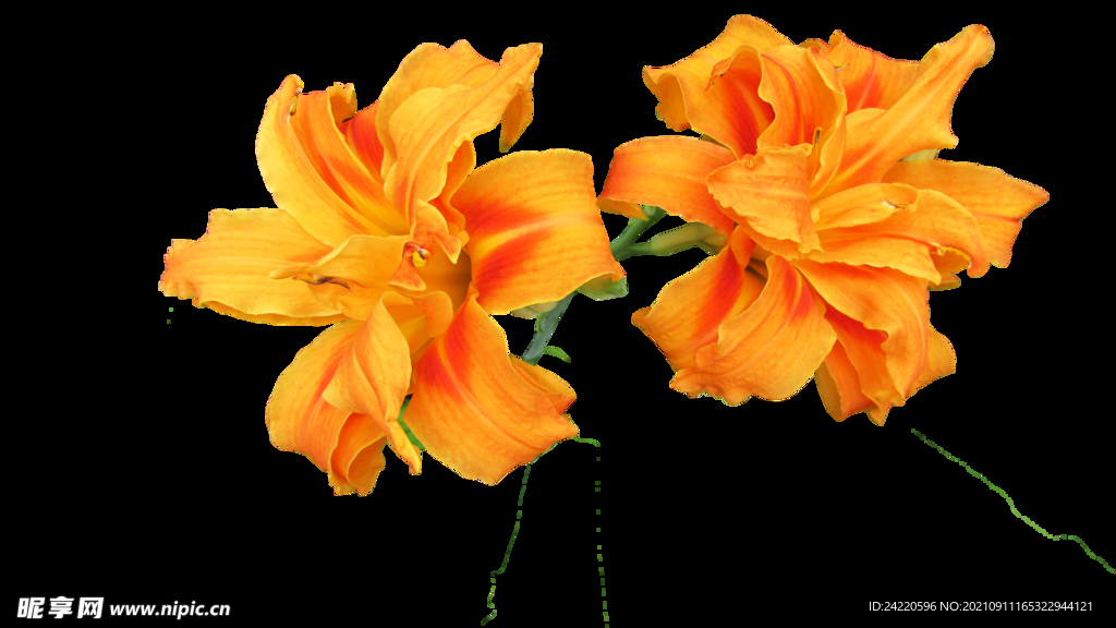 鲜花
