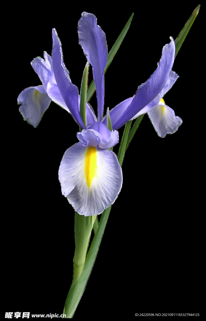 鲜花