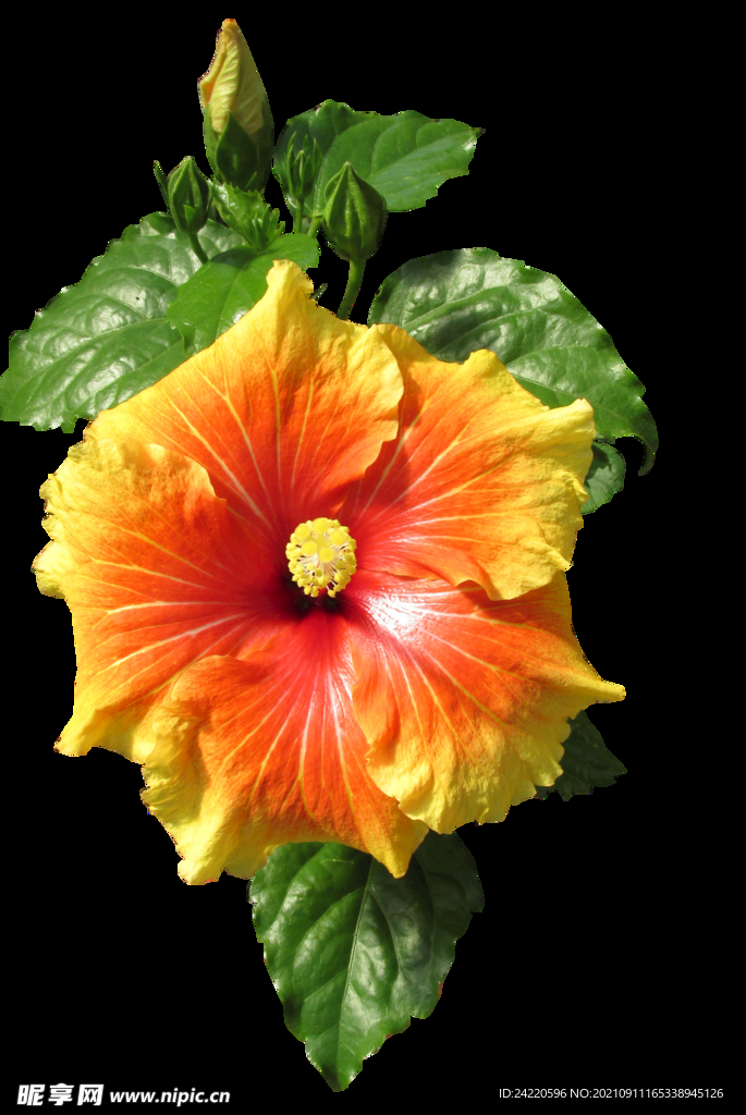 鲜花