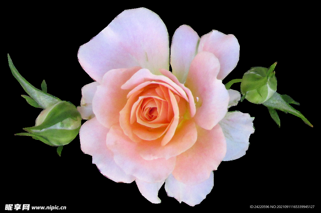 玫瑰花