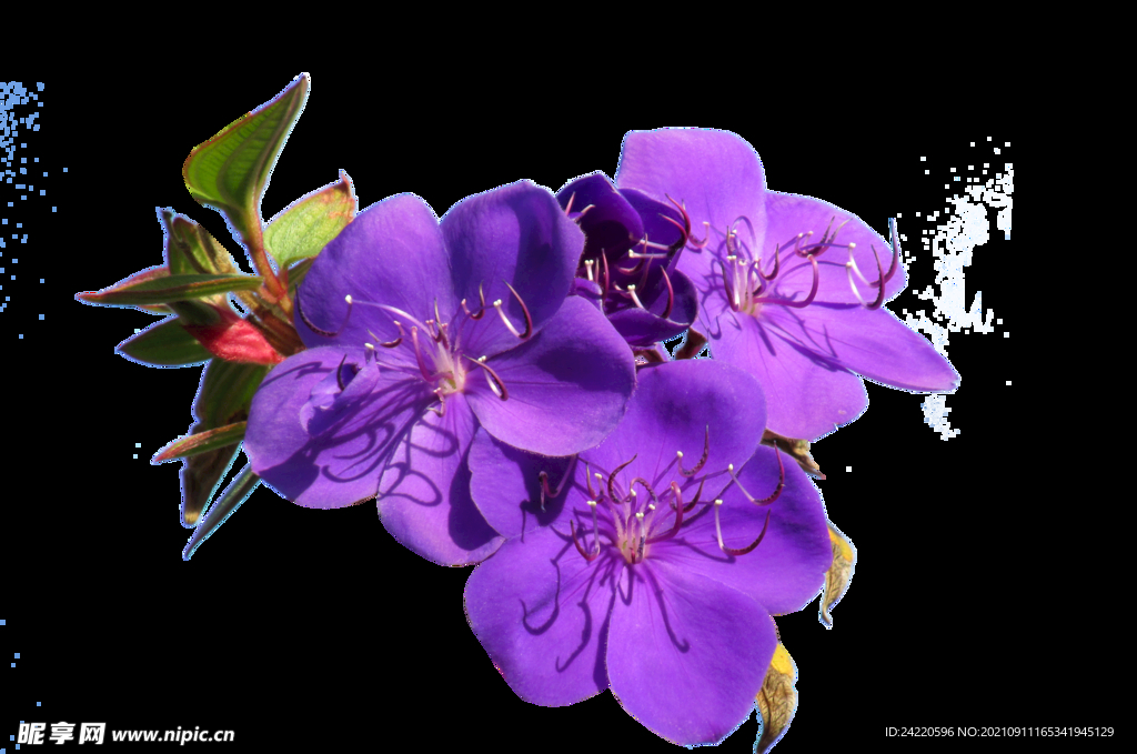 鲜花