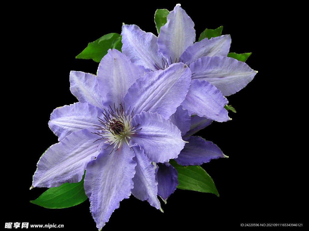 鲜花