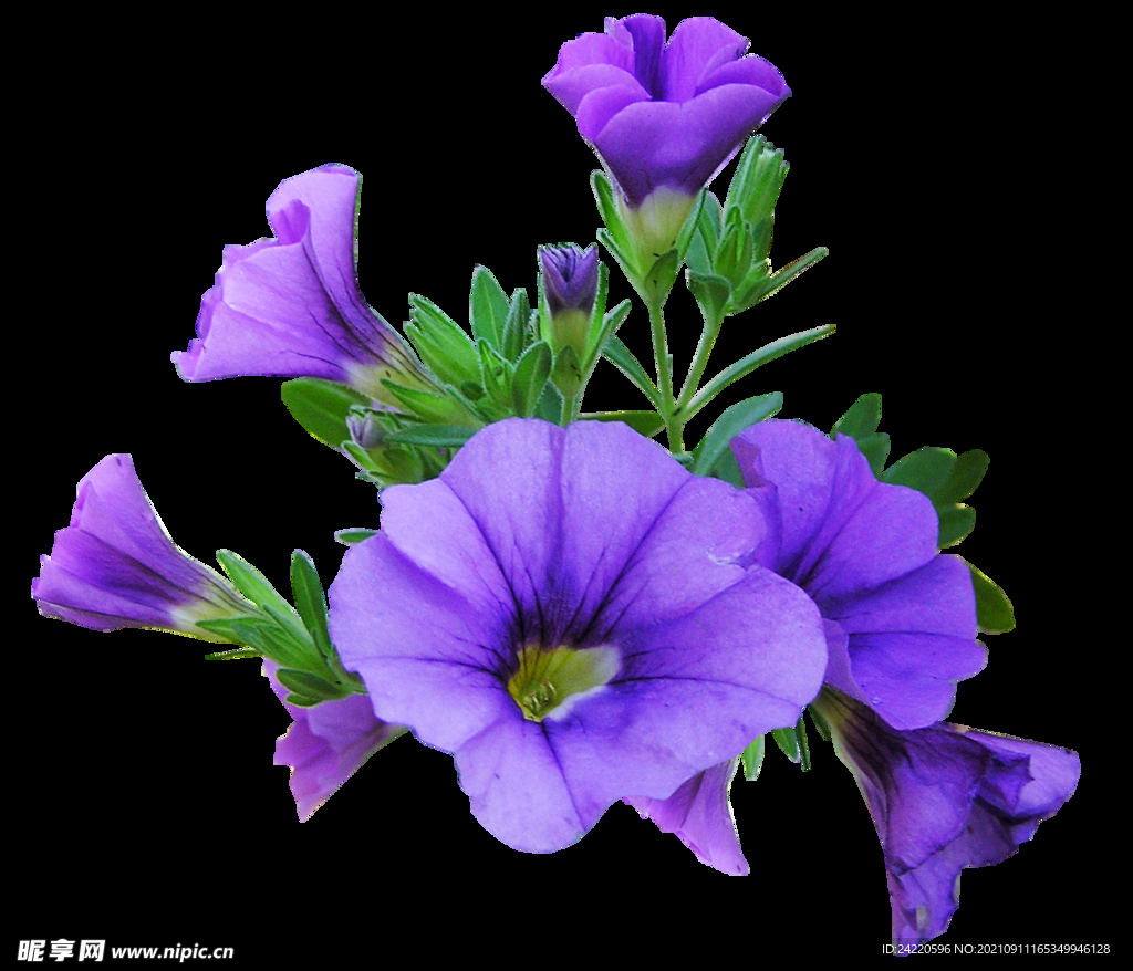 鲜花