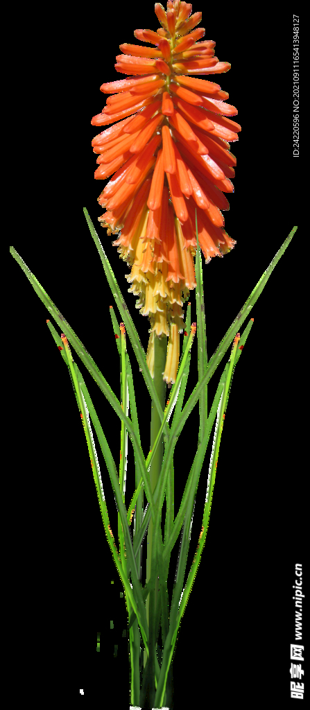 鲜花