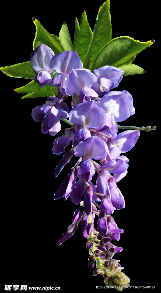 鲜花