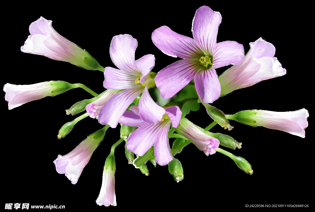 鲜花