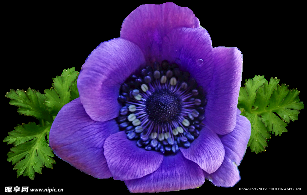鲜花
