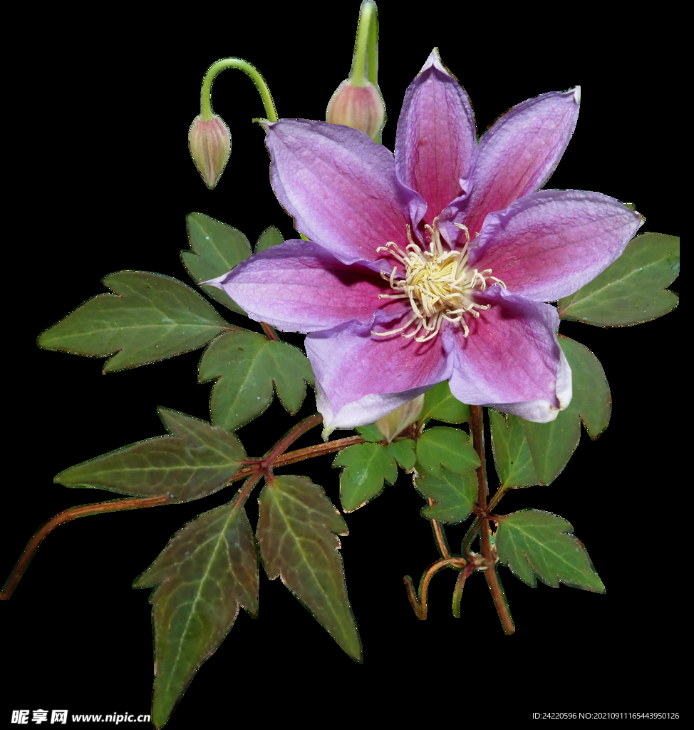 鲜花