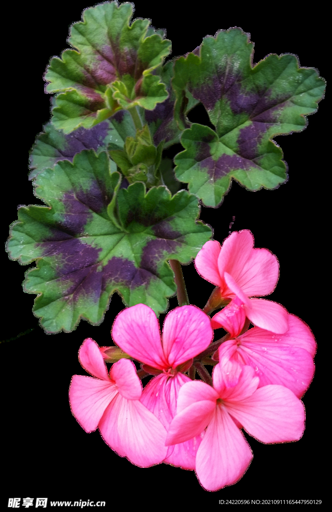 鲜花