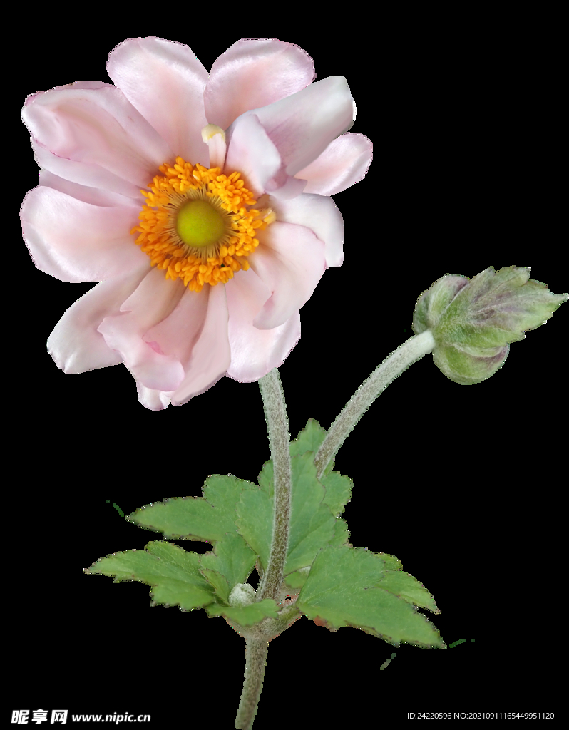 鲜花
