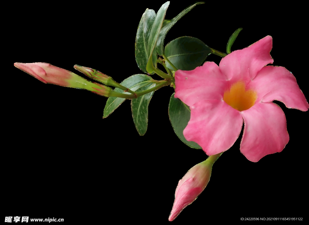 鲜花