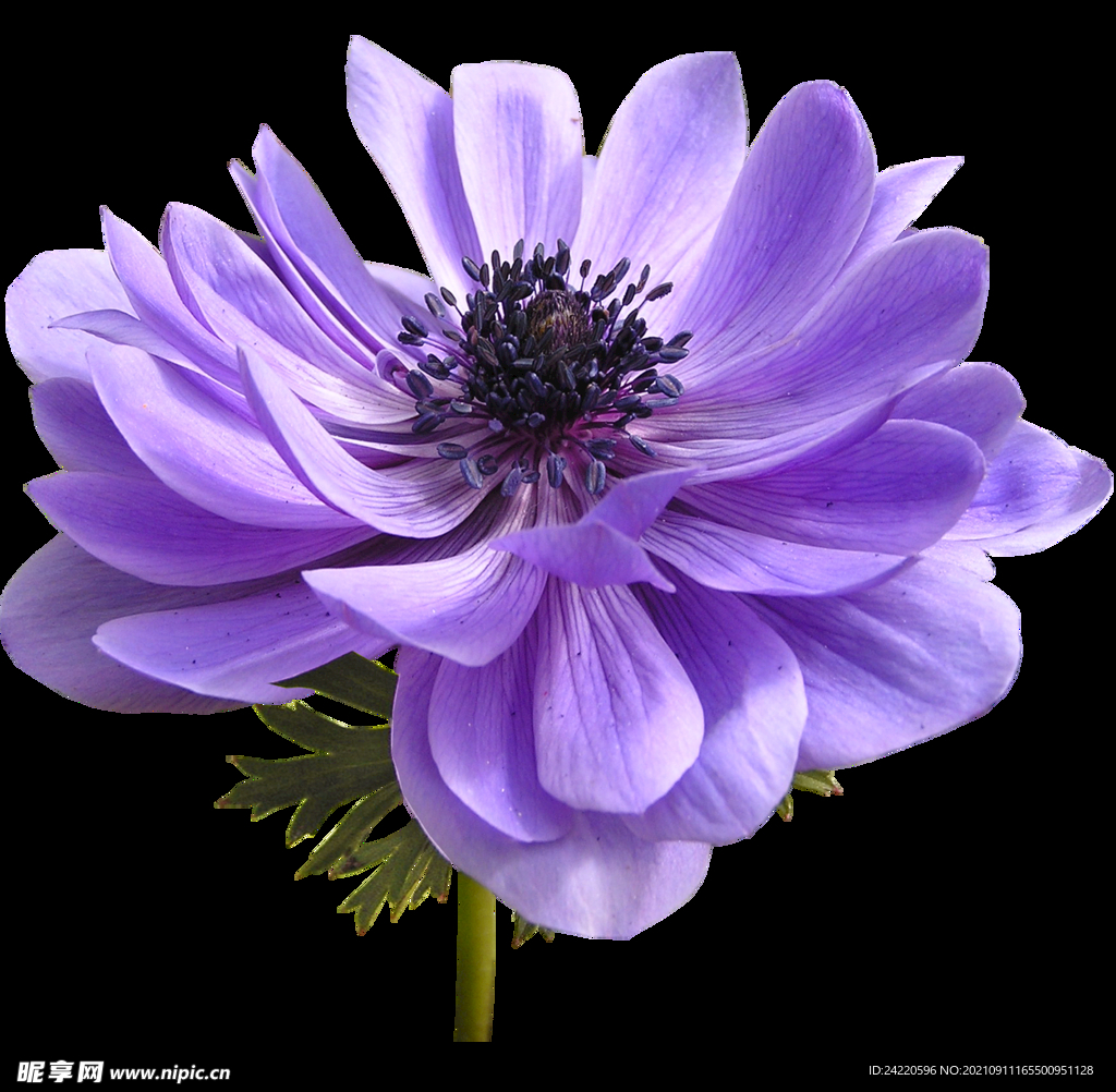鲜花