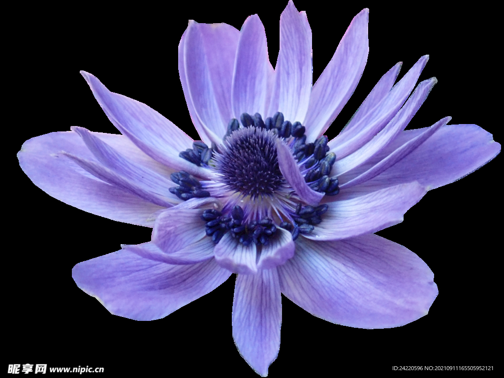 鲜花