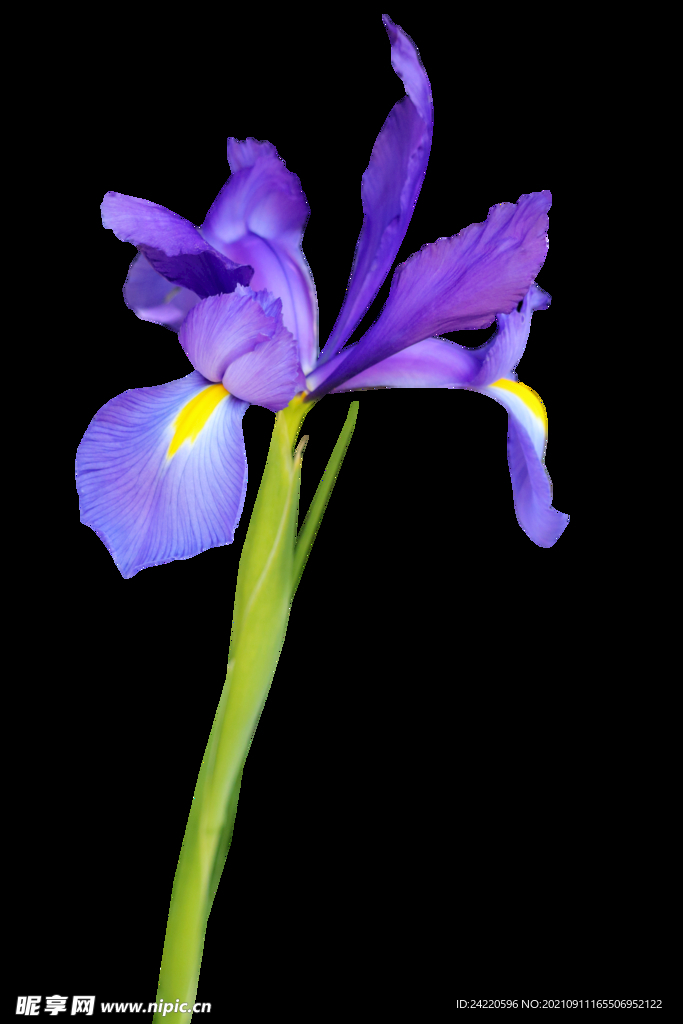 鲜花