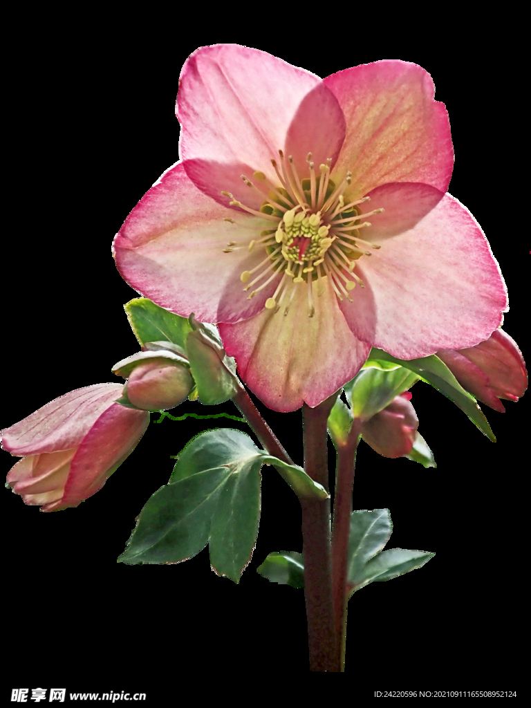 鲜花