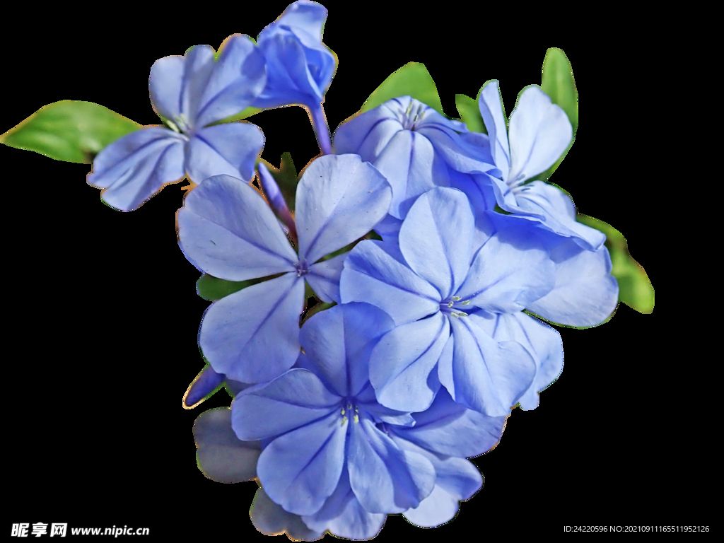 鲜花