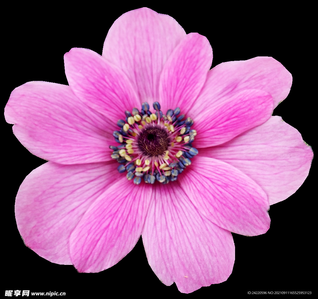鲜花