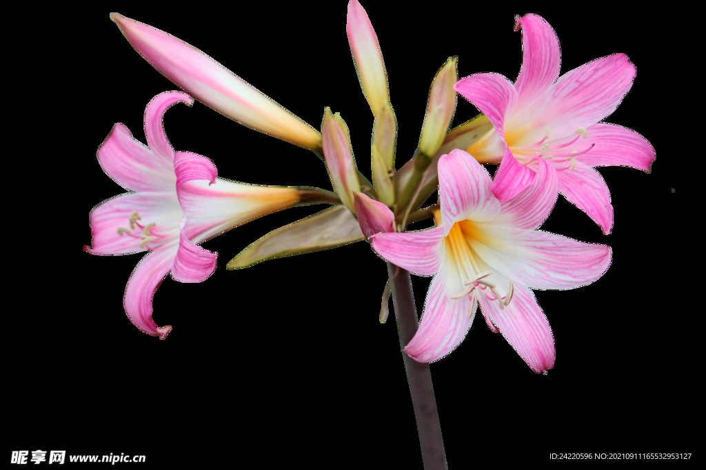 鲜花