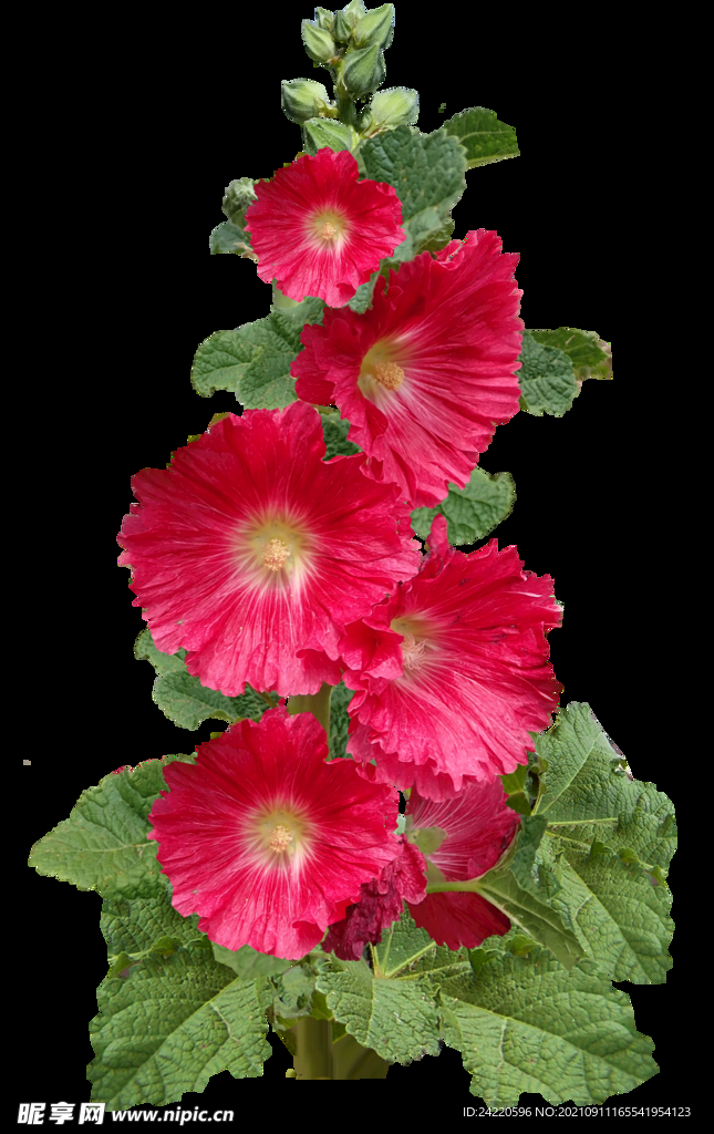 鲜花