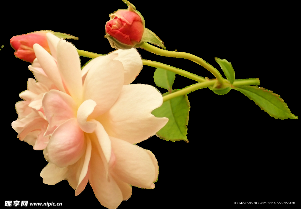 玫瑰花