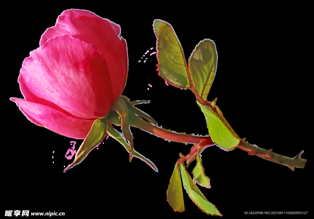 玫瑰花