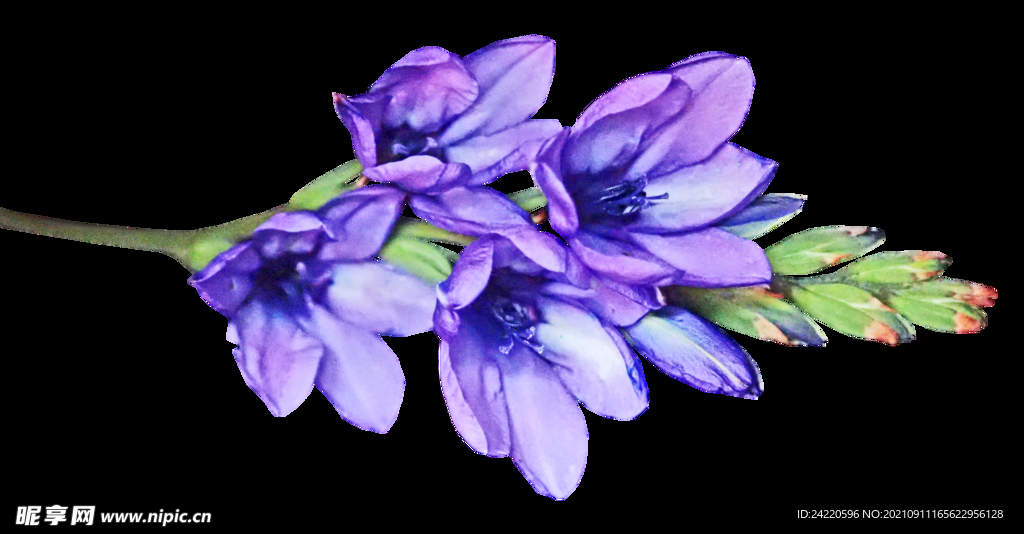 鲜花
