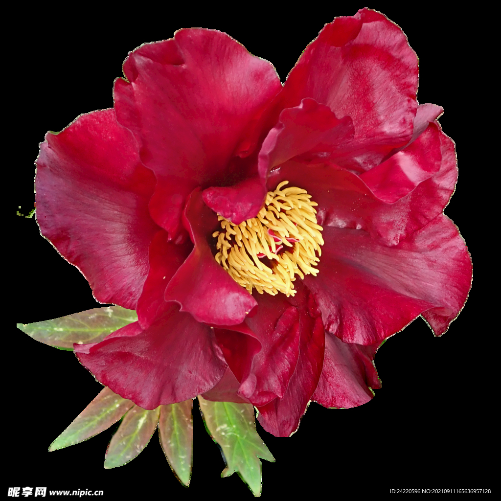 鲜花